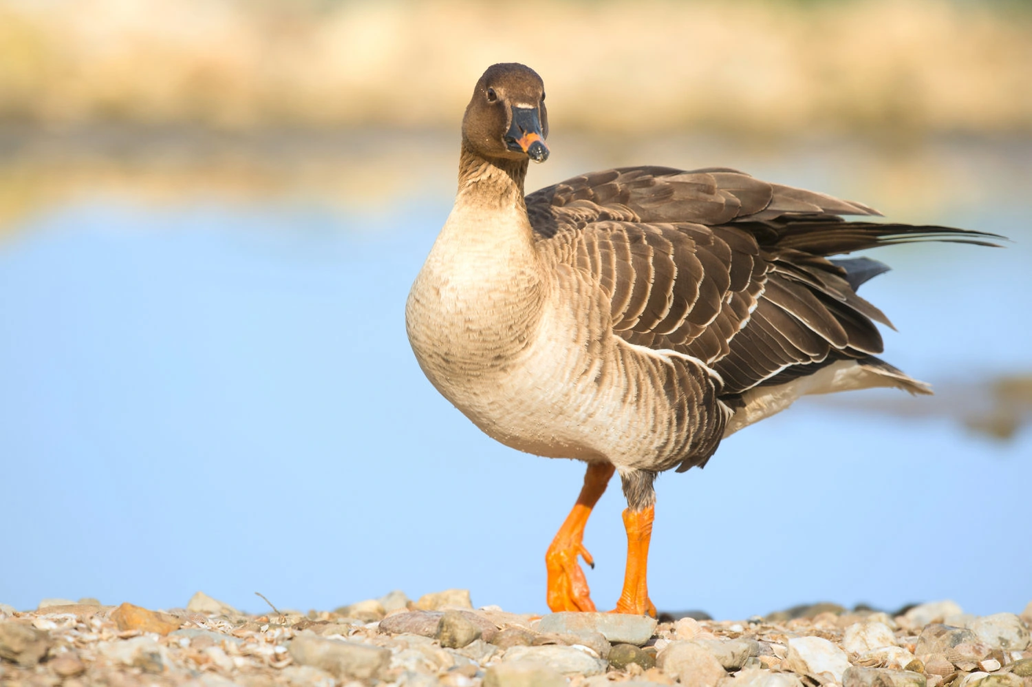 Greater white fronted goose