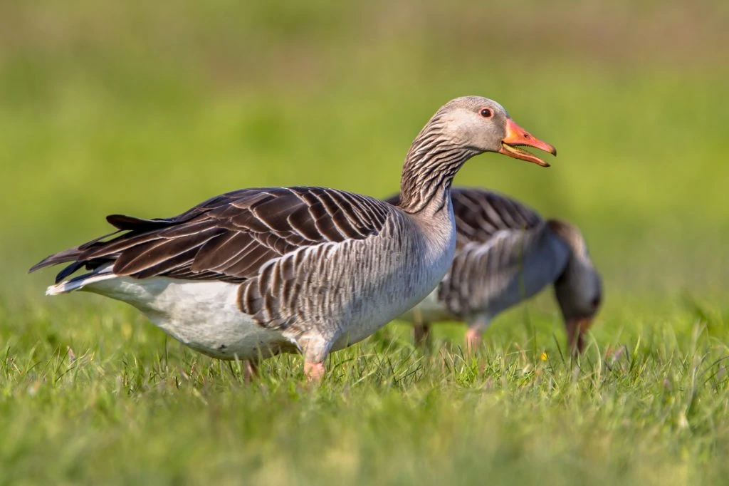 greylag goose