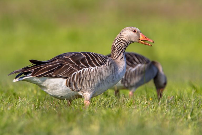 13 Types Of Geese In Canada (Photo And ID Guide)