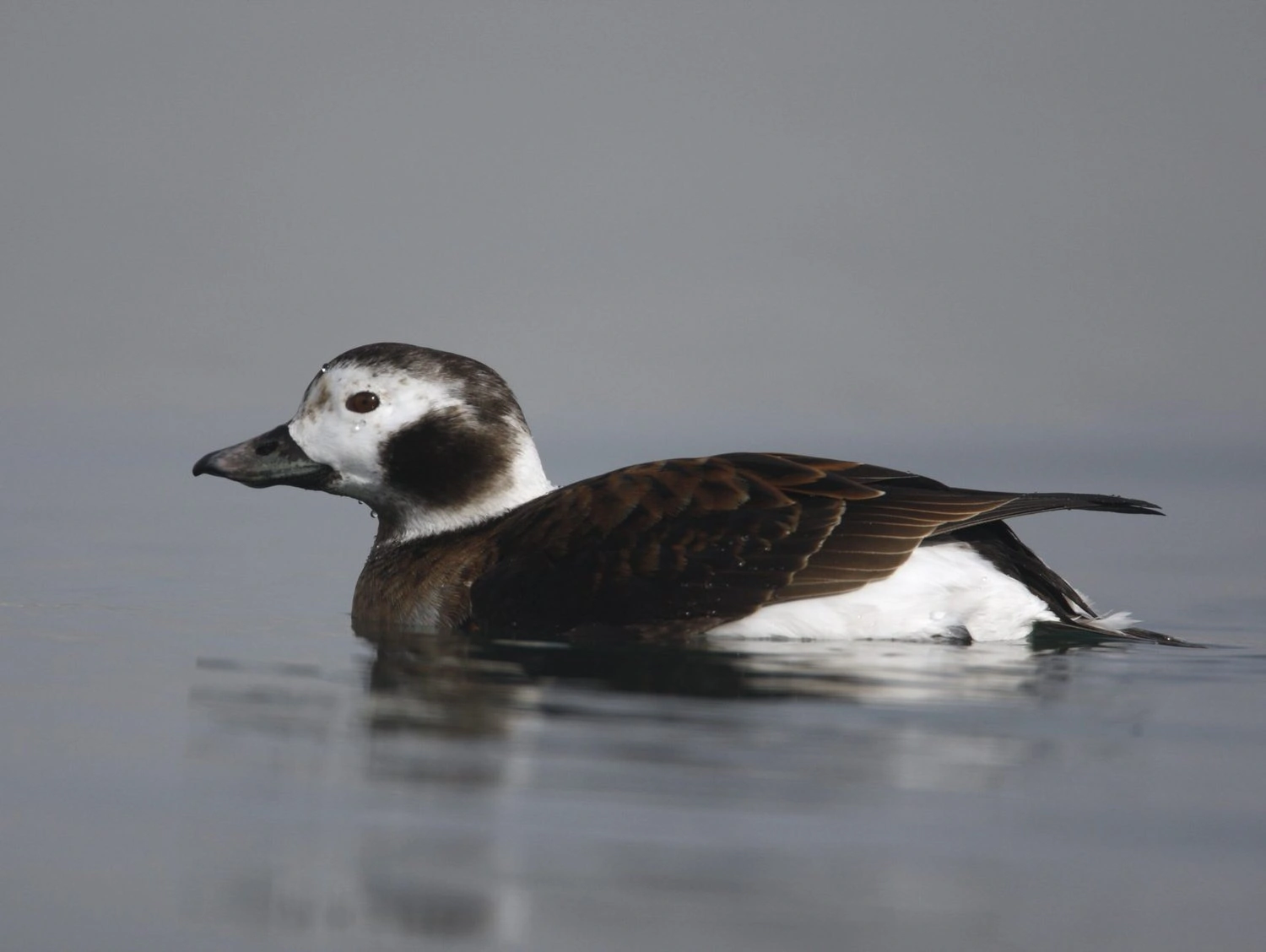 Long-tailed duck, Clangula hyemalis 