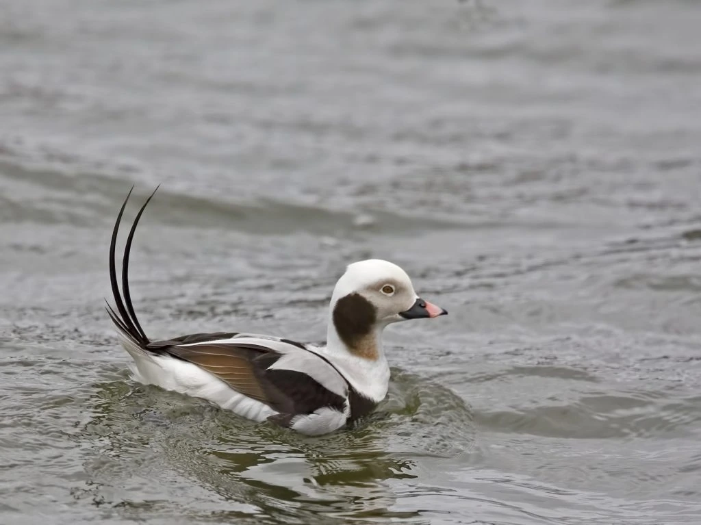 Male Long-tailed Duck, Clangula hyemalis,
