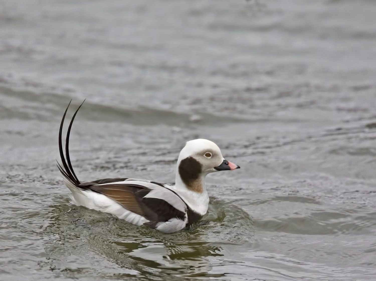 25 Species Of Ducks In Michigan (ID, Calls, Season Guide) Bird Advisors