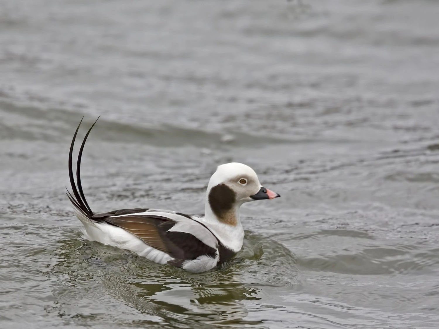 Male Long-tailed Duck, Clangula hyemalis,