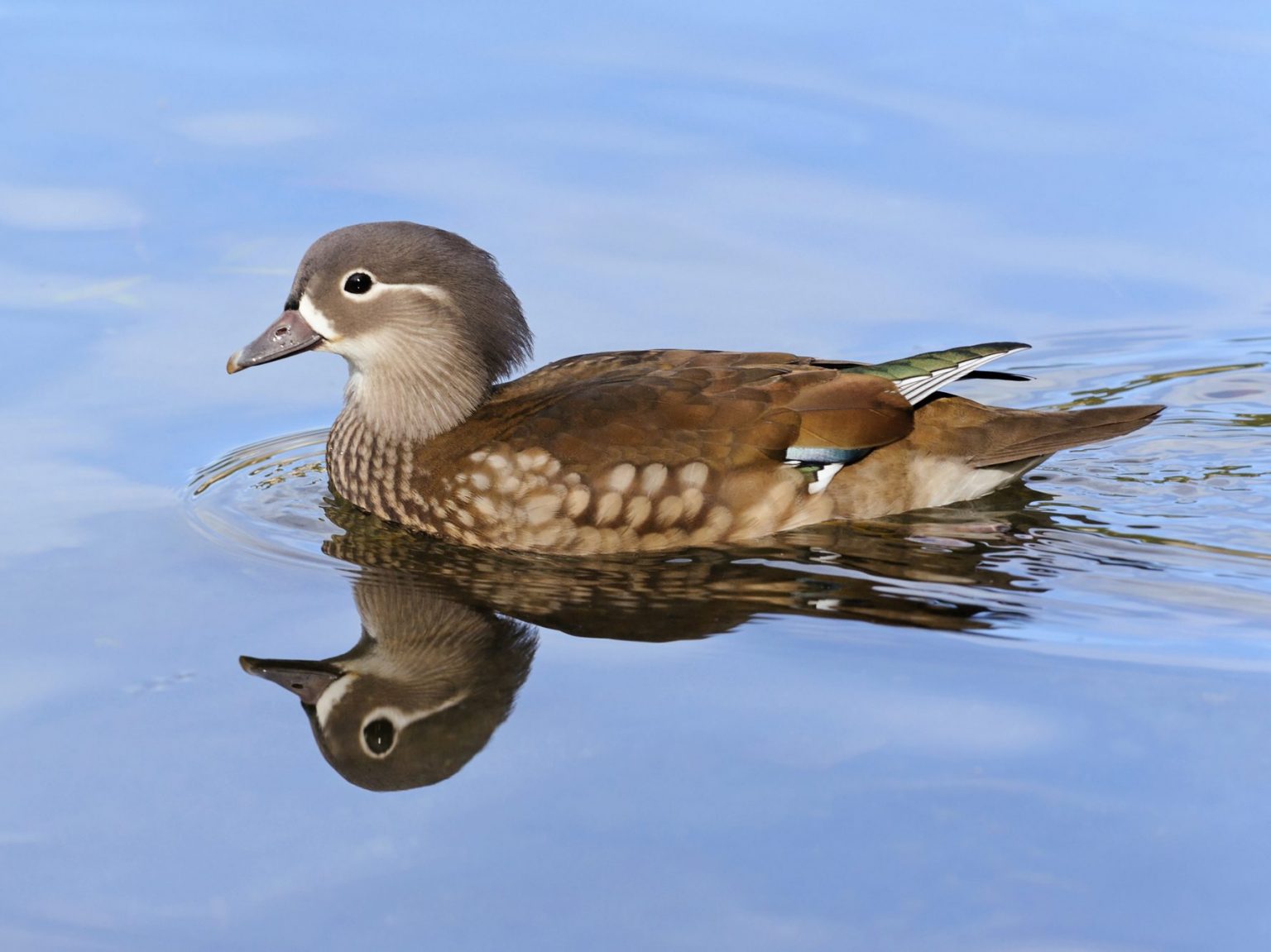 30 Species Of Ducks In California (ID, Calls, Season Guide)