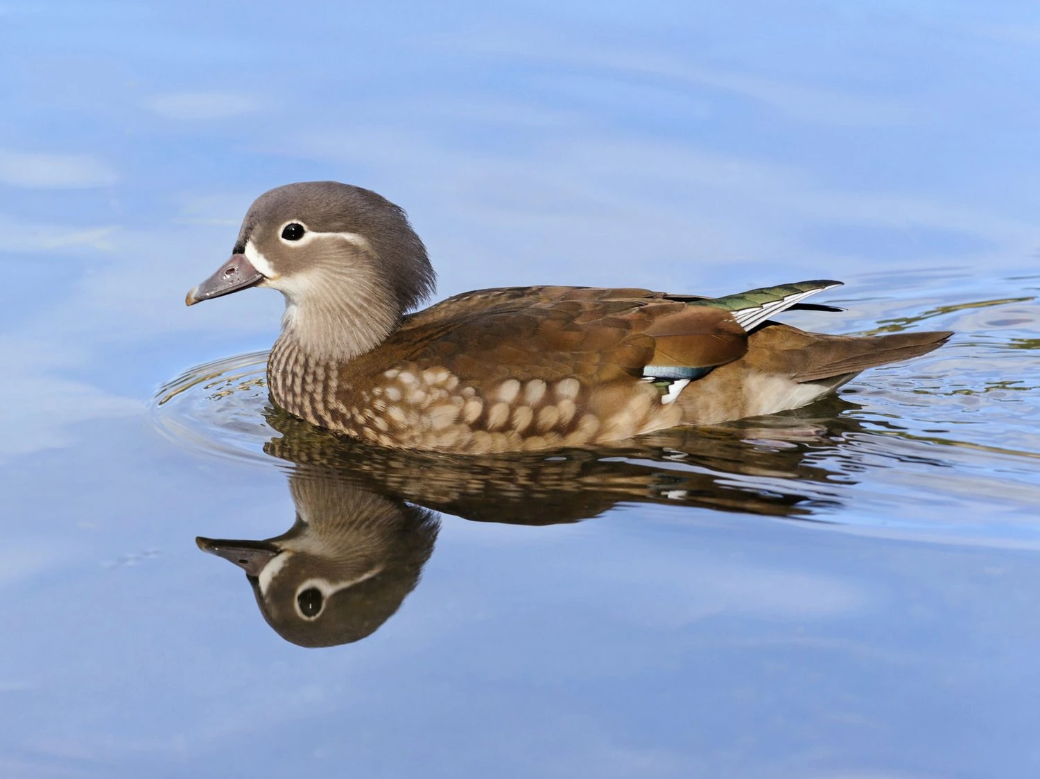 Mandarin duck female