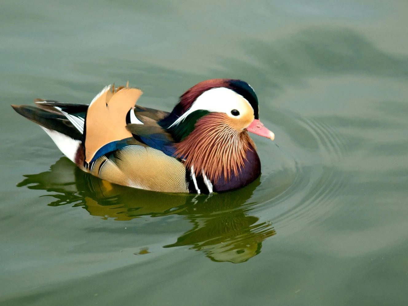 Mandarin Duck