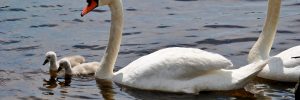 3 Types Of Swans In West Virginia (All You Need To Know)