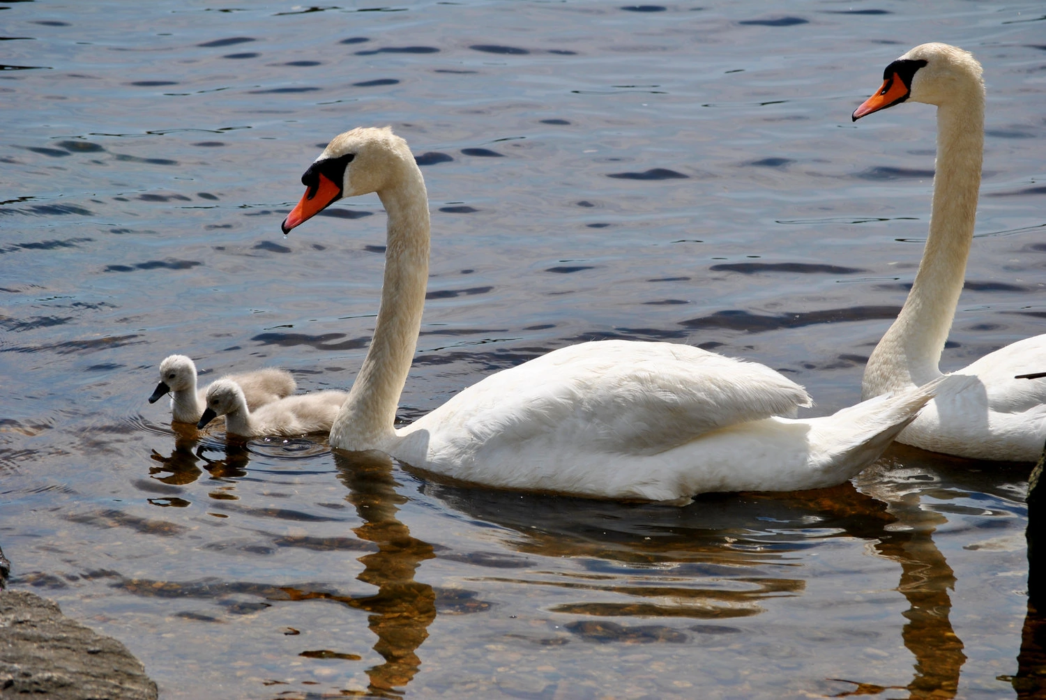 Mute Swan