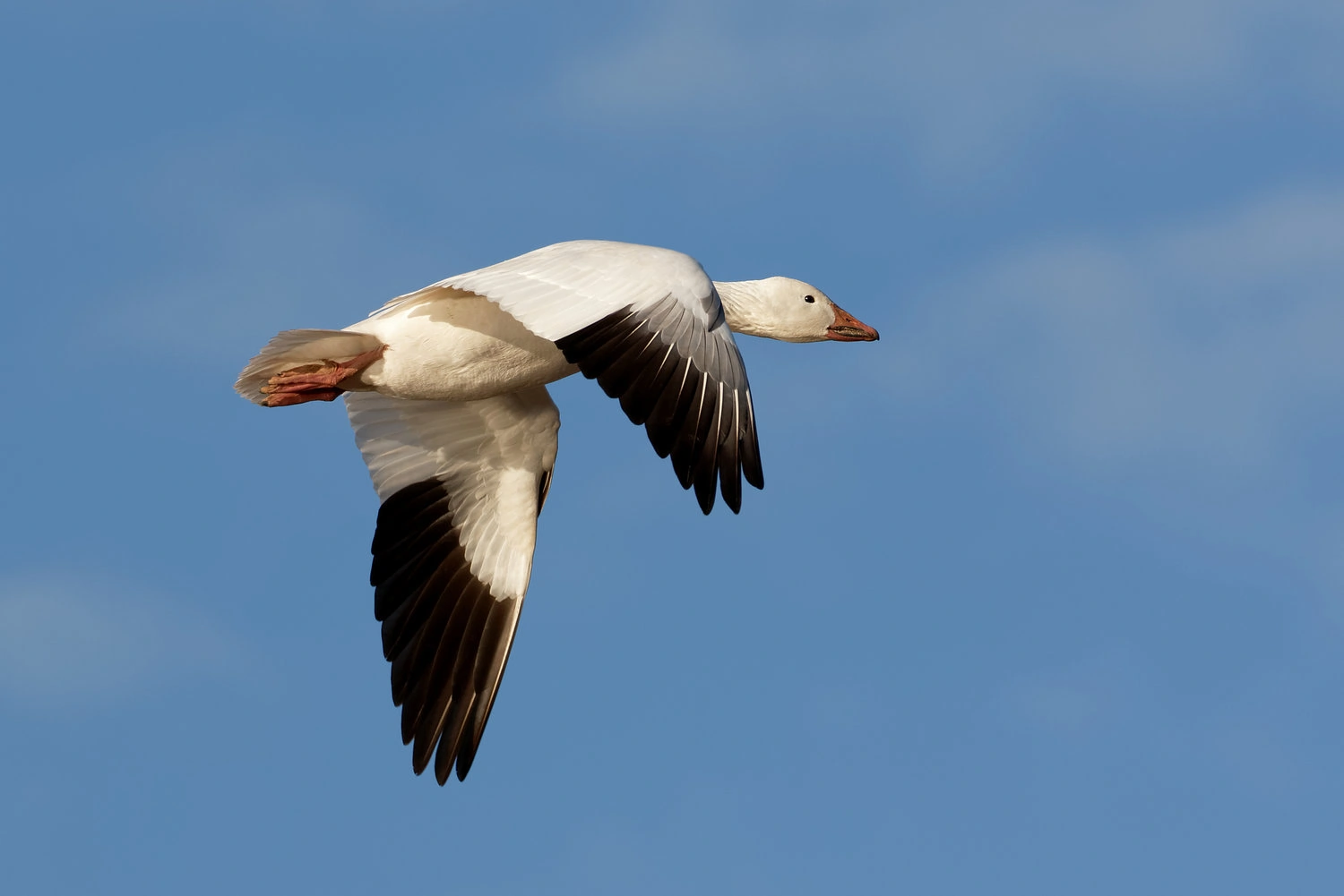 Snow Goose