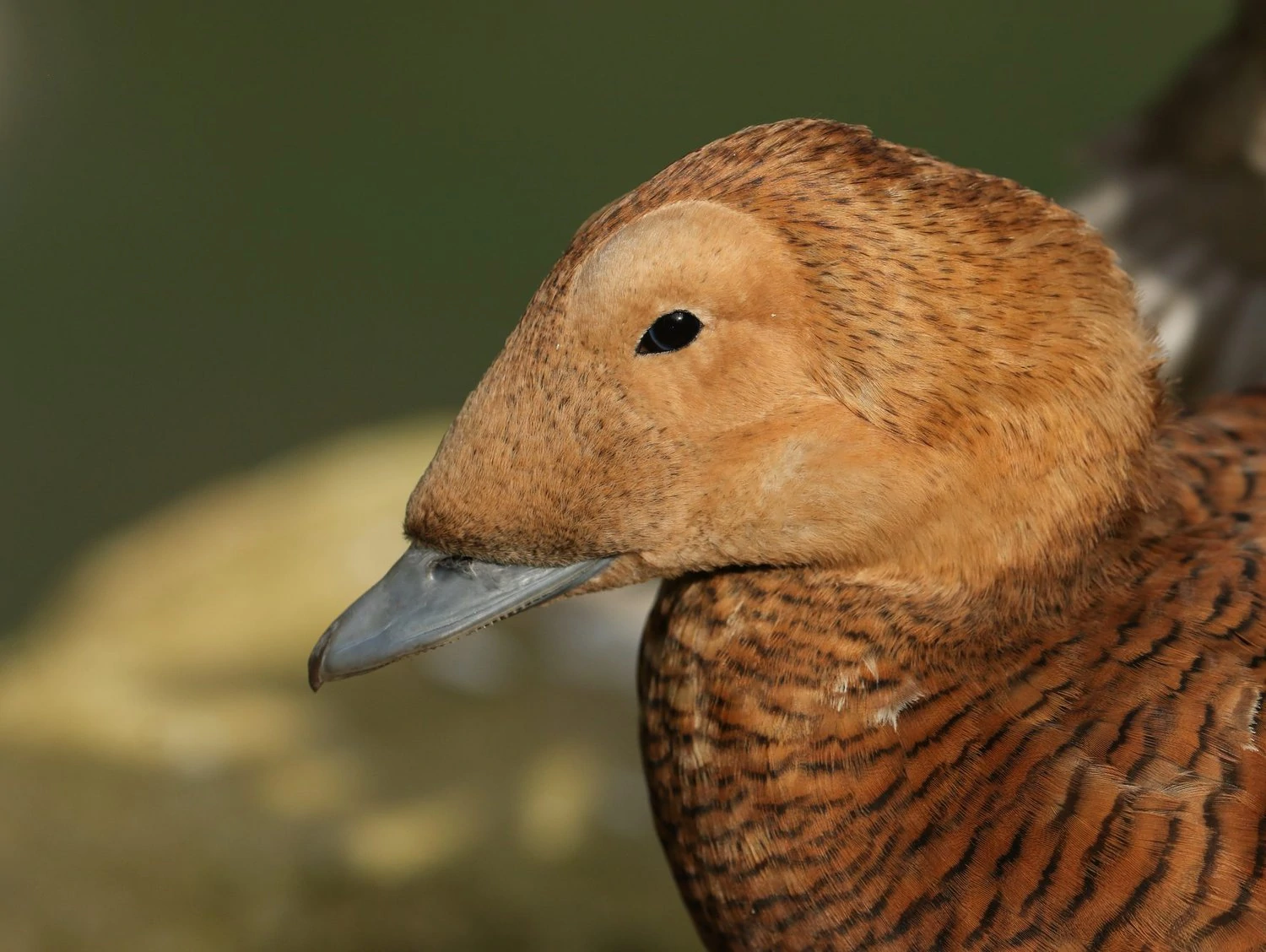 Spectacled Eider female