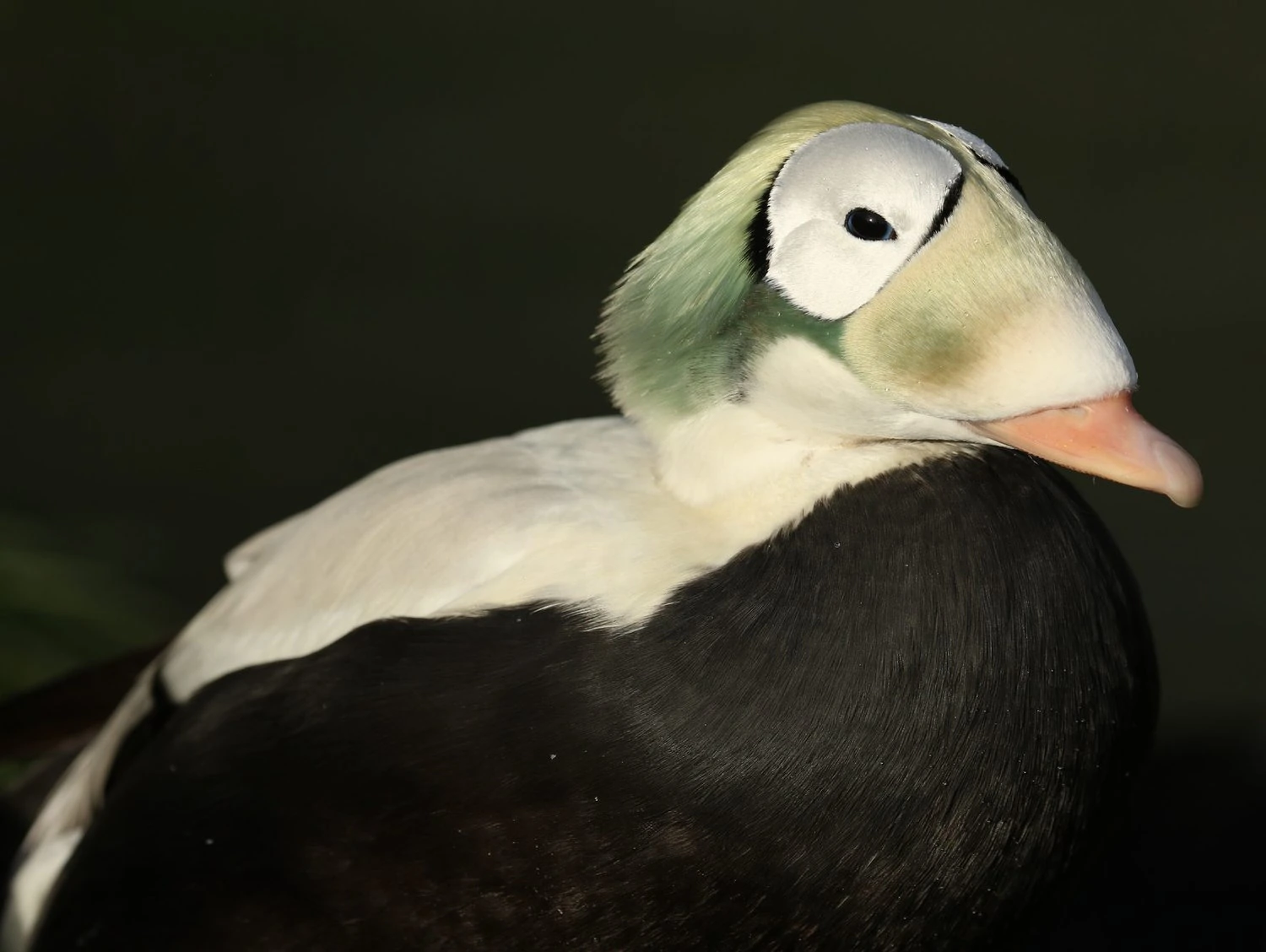 Spectacled Eider male