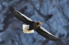 Steller’s Sea-Eagle