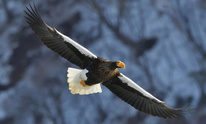 All Eagles In The United States (All You Need To Know)