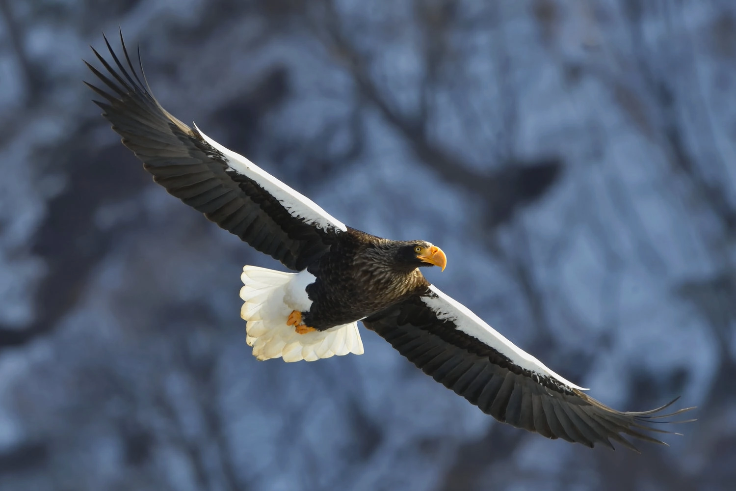 Steller's sea eagle