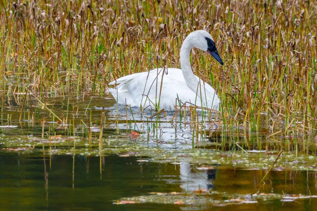 Trumpeter Swan