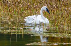 16 White Birds In Saskatchewan (ID, Photo, Call Guide)