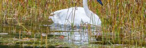 17 White Birds In Nebraska (ID, Photo, Call Guide)