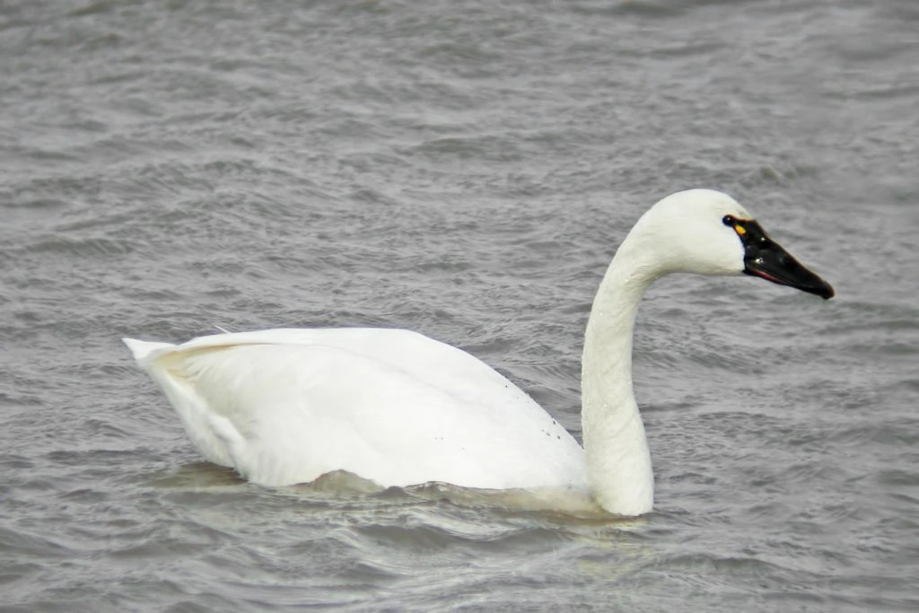 Tundra Swan, Cygnus columbianus, 