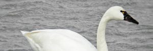 14 White Birds In New Hampshire (ID, Photo, Call Guide)