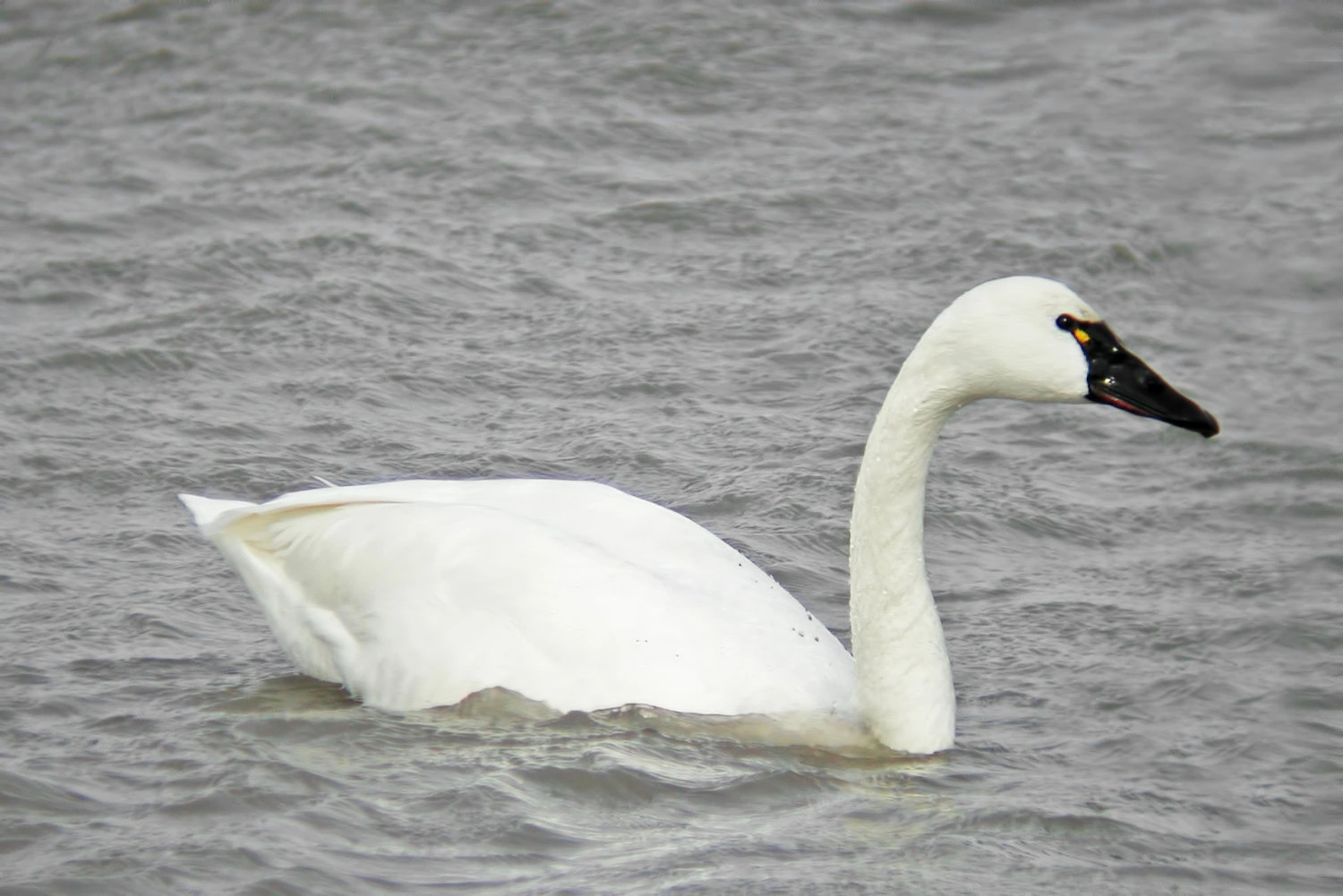 Tundra Swan, Cygnus columbianus,