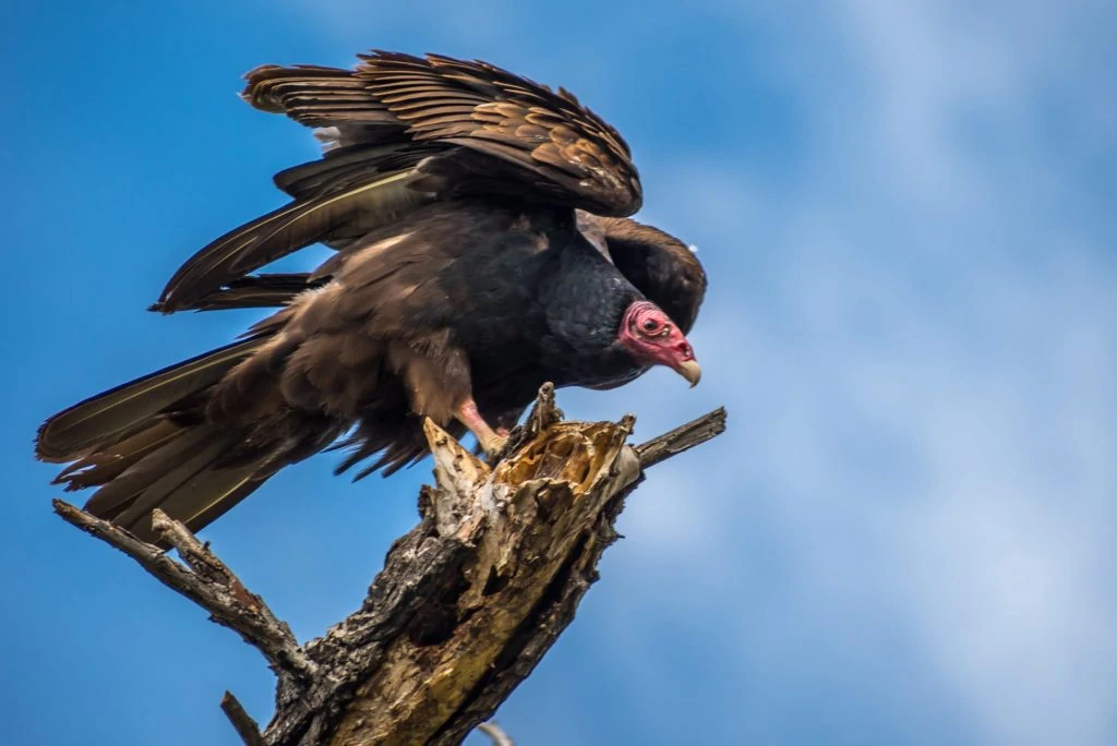 Turkey Vulture