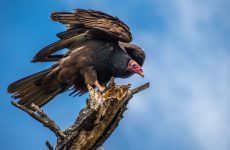 21 Largest Birds In Kansas (By Weight, Length, Wingspan)