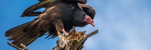 28 Freakish Vulture Facts