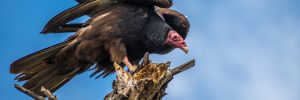 All The Birds Of Prey In Ontario And Their Calls