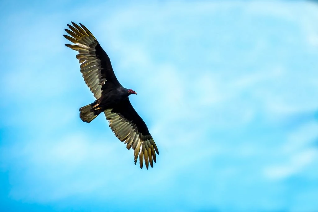 Turkey Vulture flying