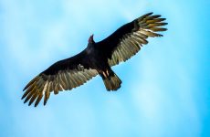 Vultures In Massachusetts (All You Need To Know)