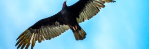 All The Birds Of Prey In Tennessee And Their Calls
