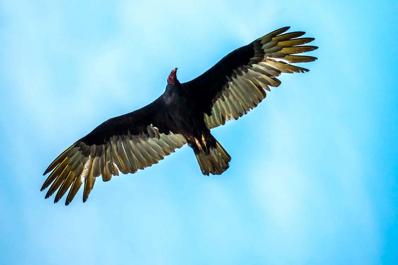 Turkey Vulture flying