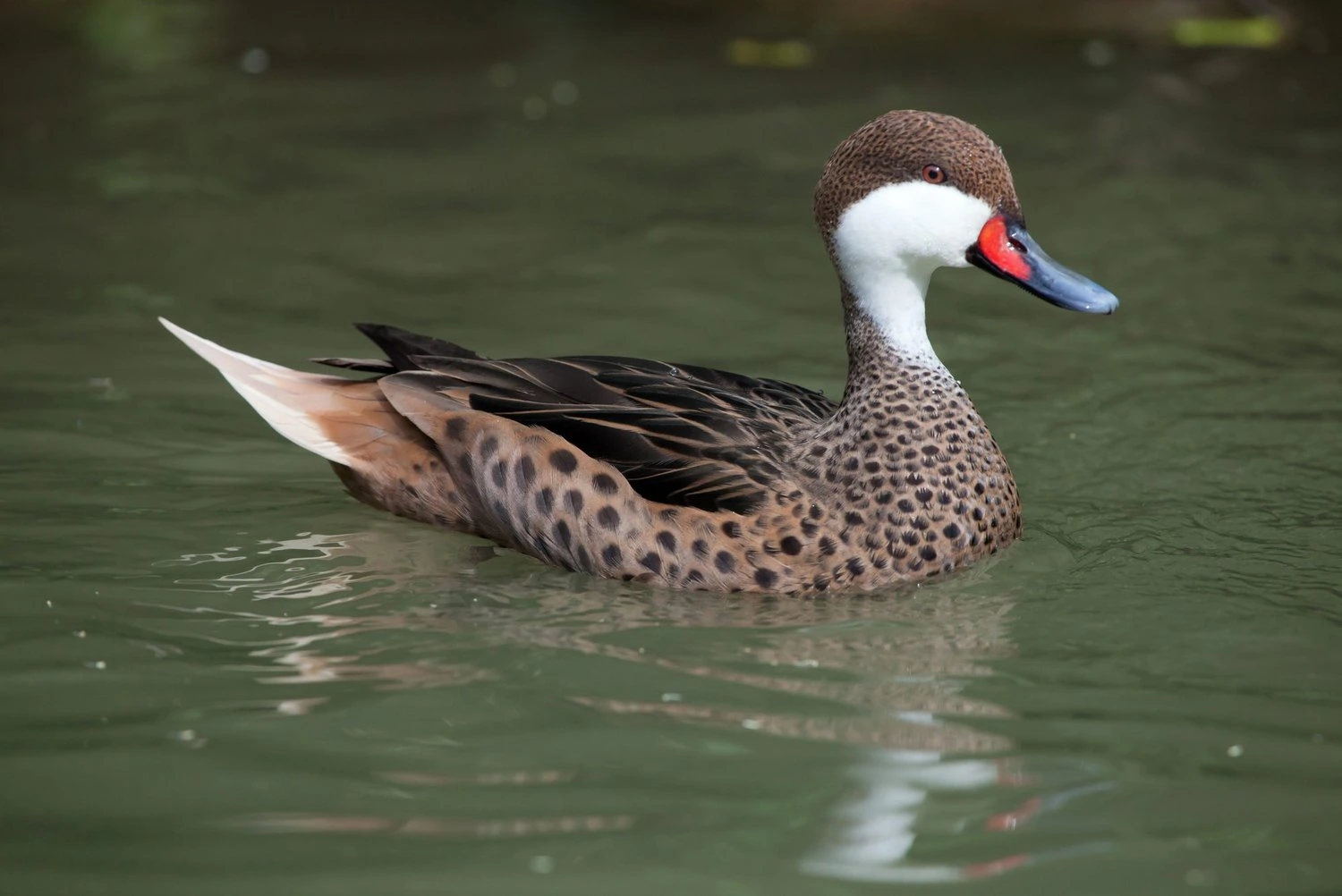 White-cheeked pintail (Anas bahamensis)