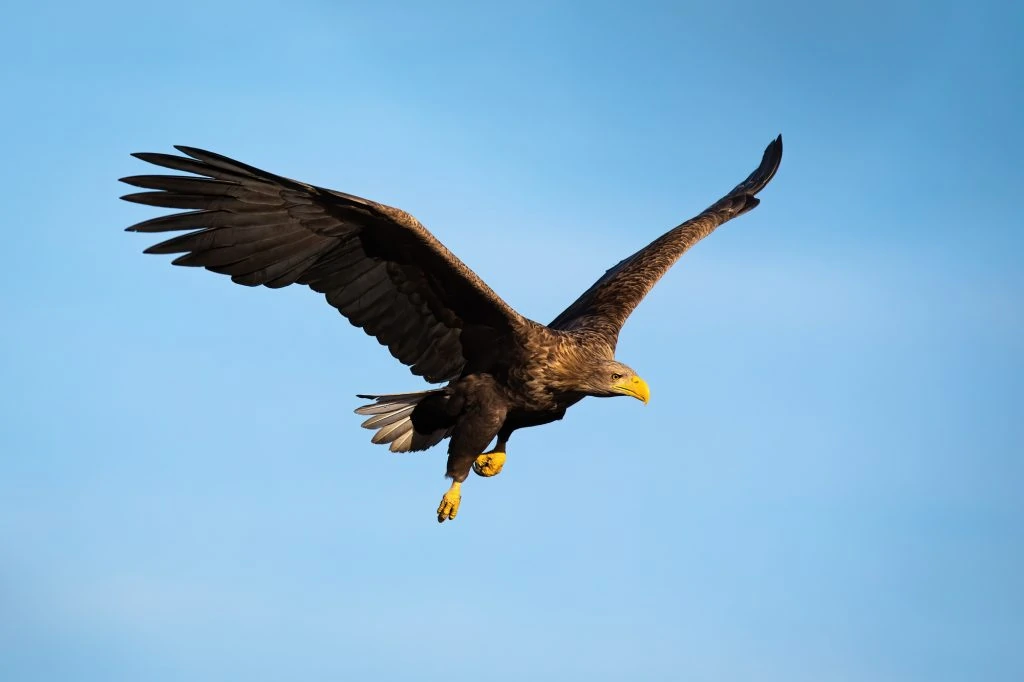 white-tailed eagle