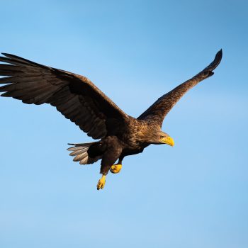 White-tailed Eagle