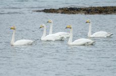3 Swans in Alaska (All You Need To Know)