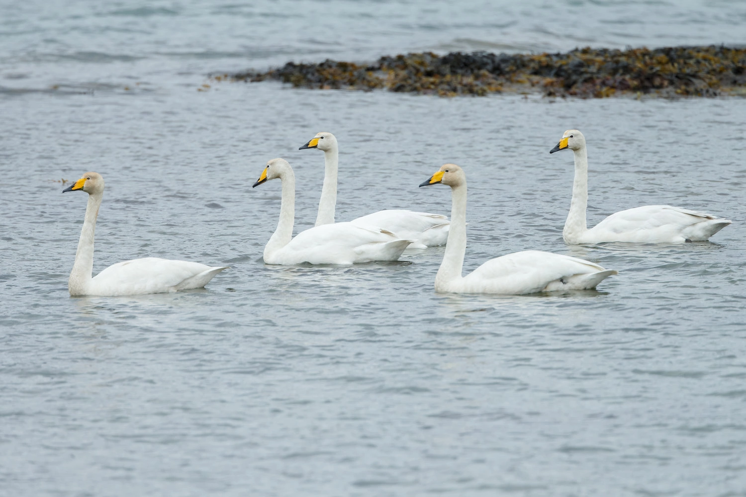 Whooper Swan