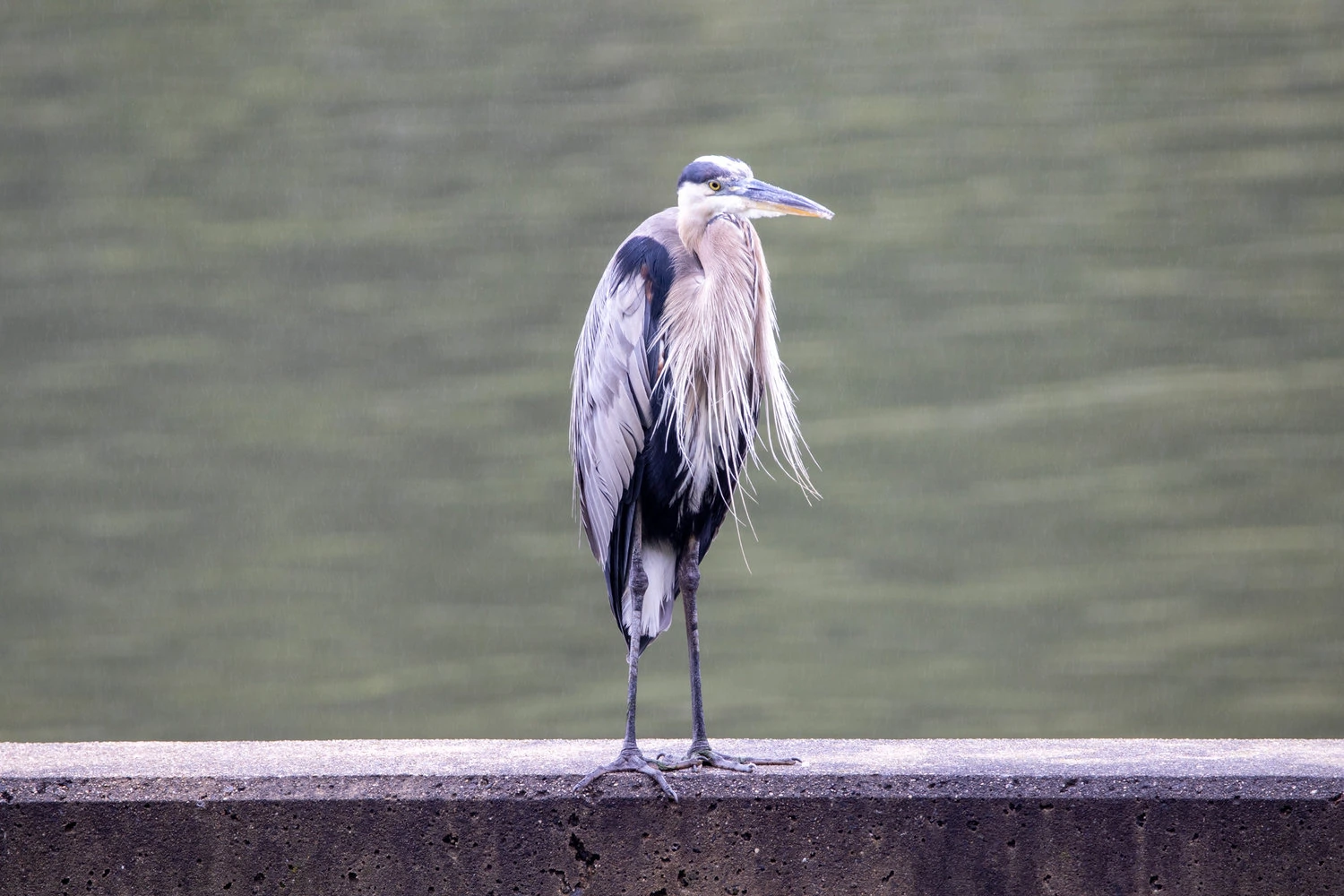 Gray Heron