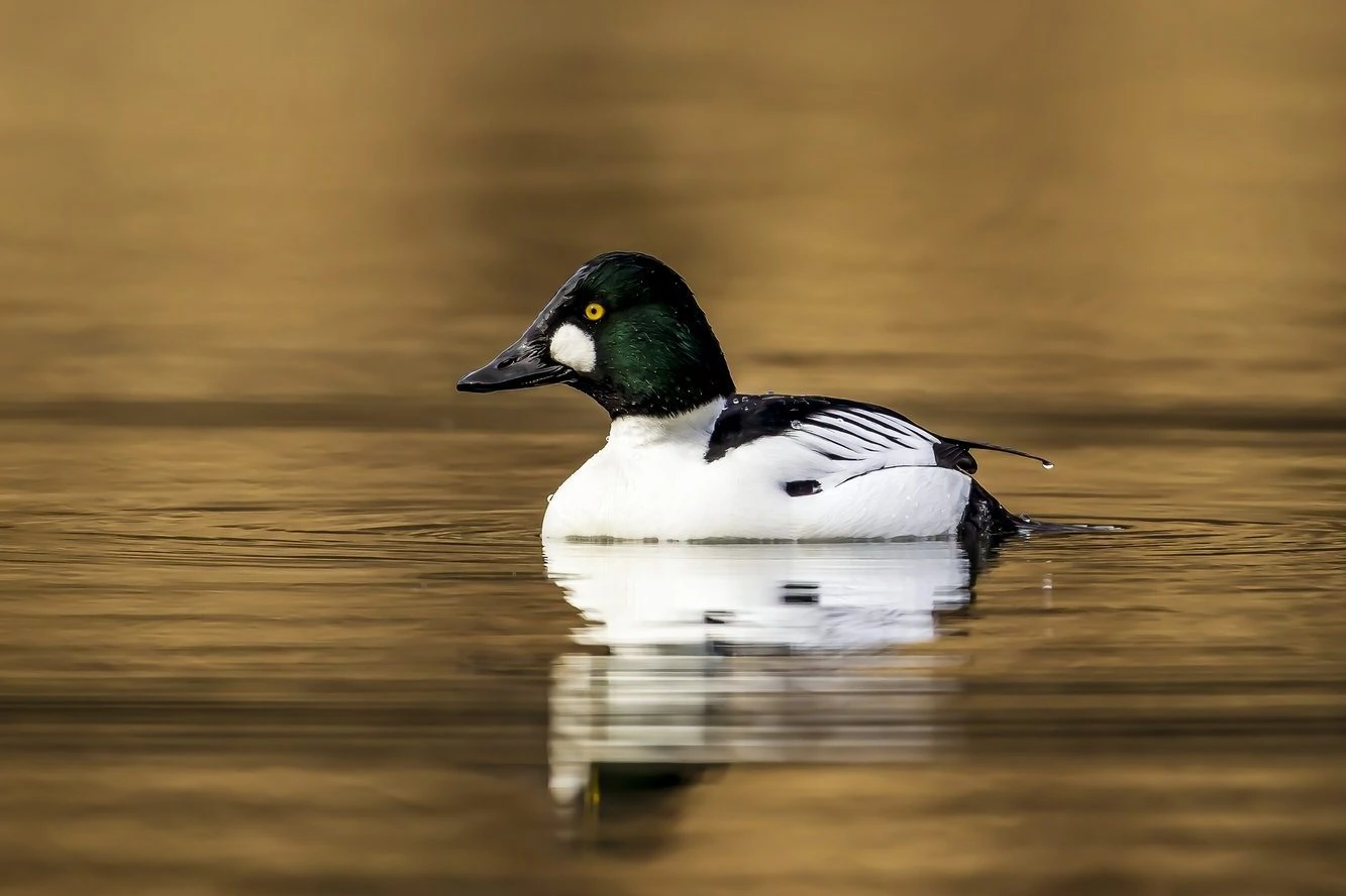 Common Goldeneye Male