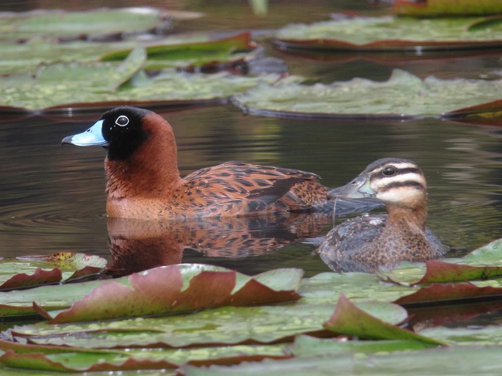 Masked Duck