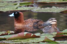 Masked Duck