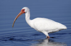 19 White Birds In Alabama (ID, Photo, Call Guide)