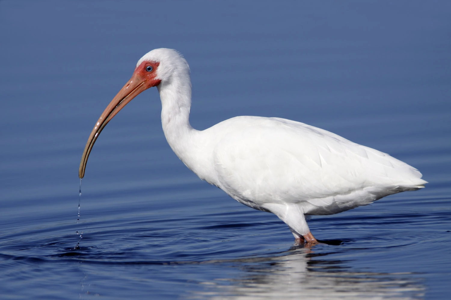 White Ibis Eudocimus albus