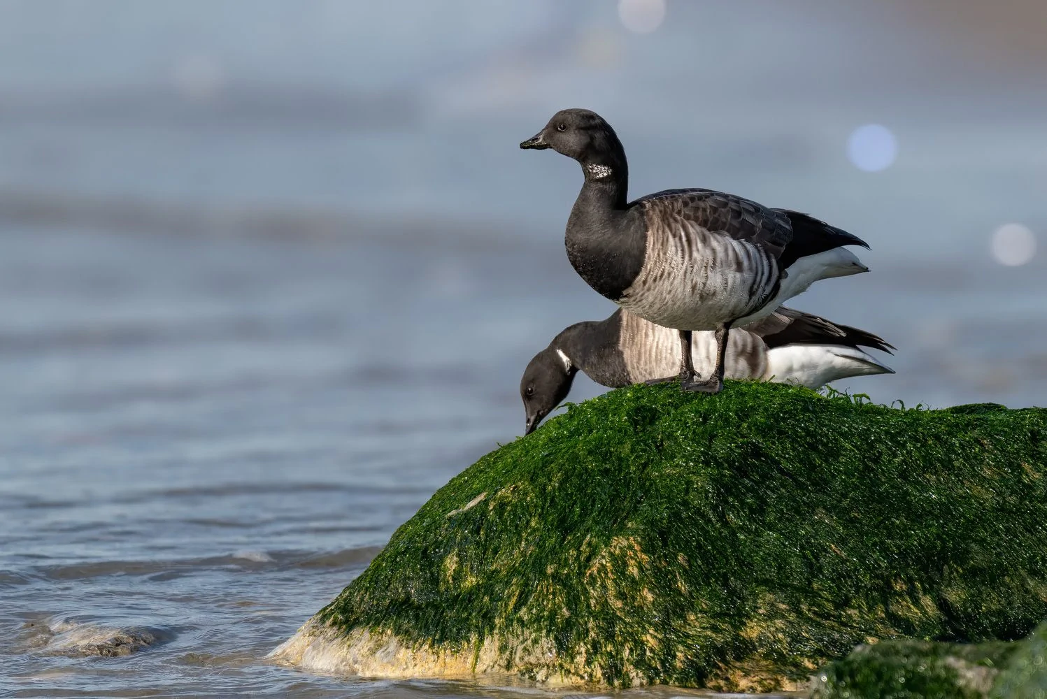 Brant Goose