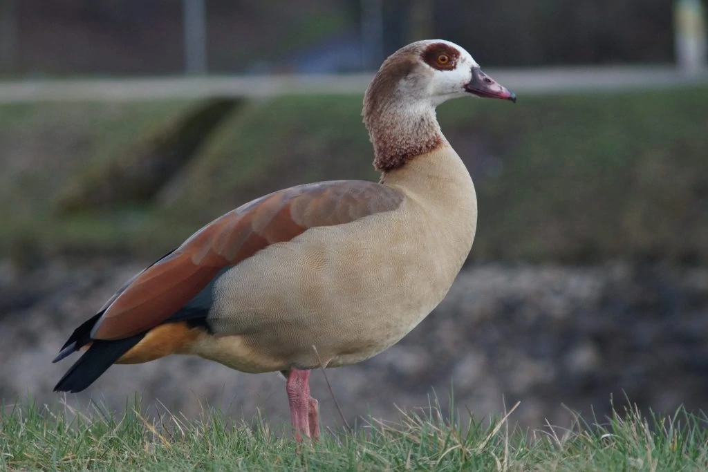 Egyptian goose