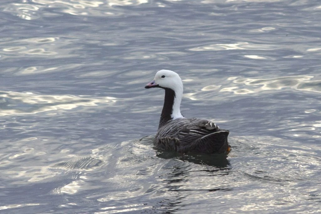 Emperor goose