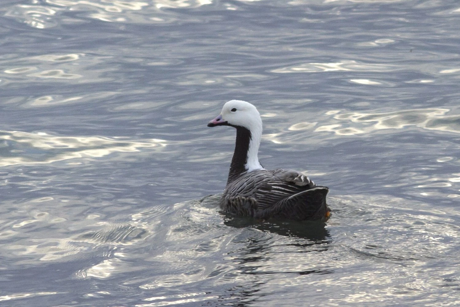 Emperor goose