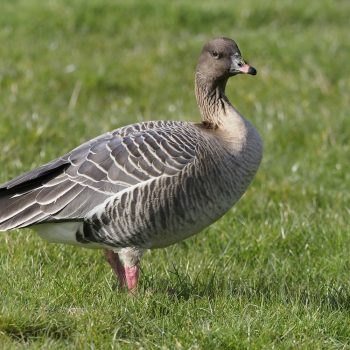 Pink-footed Goose