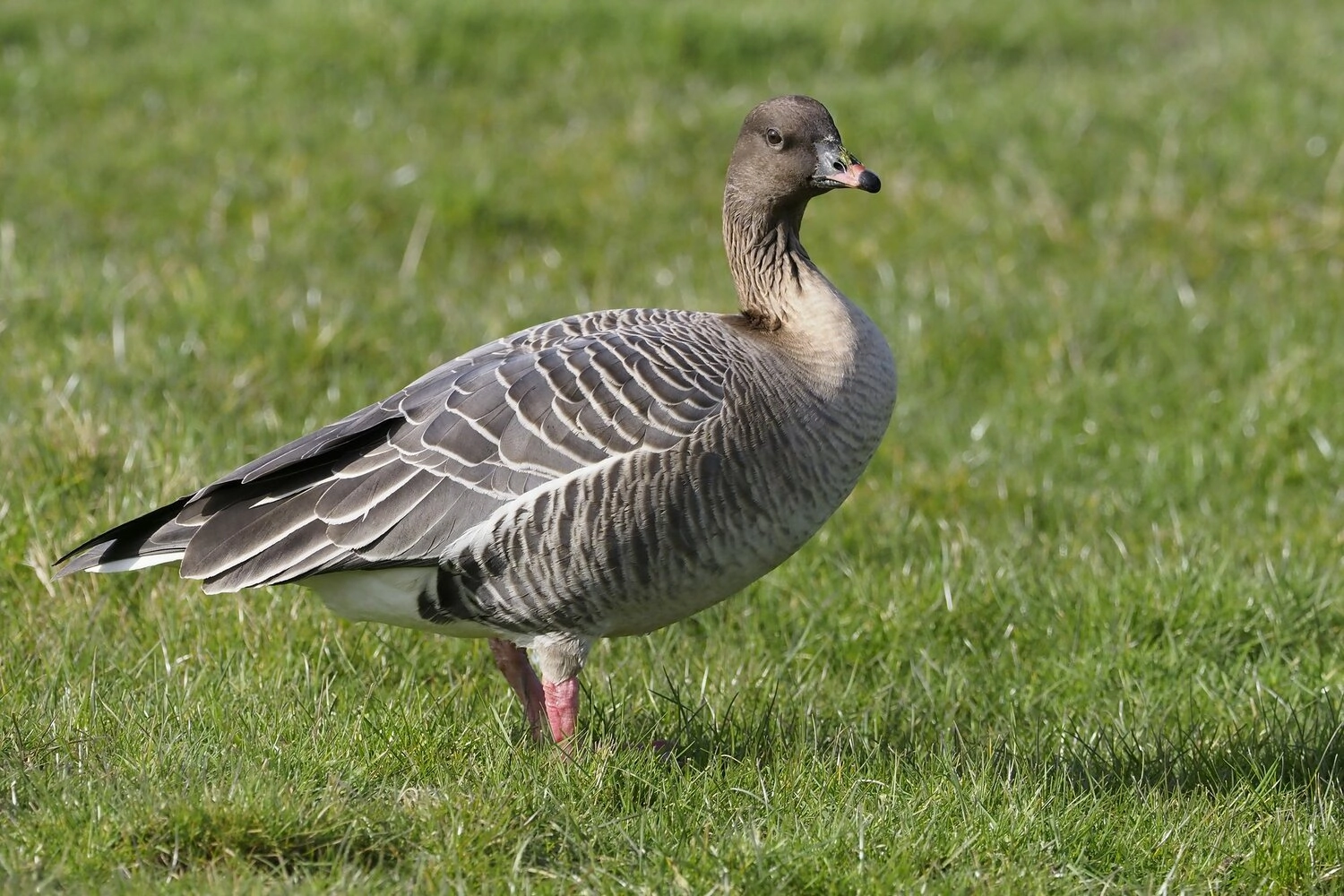 Pink-footed goose