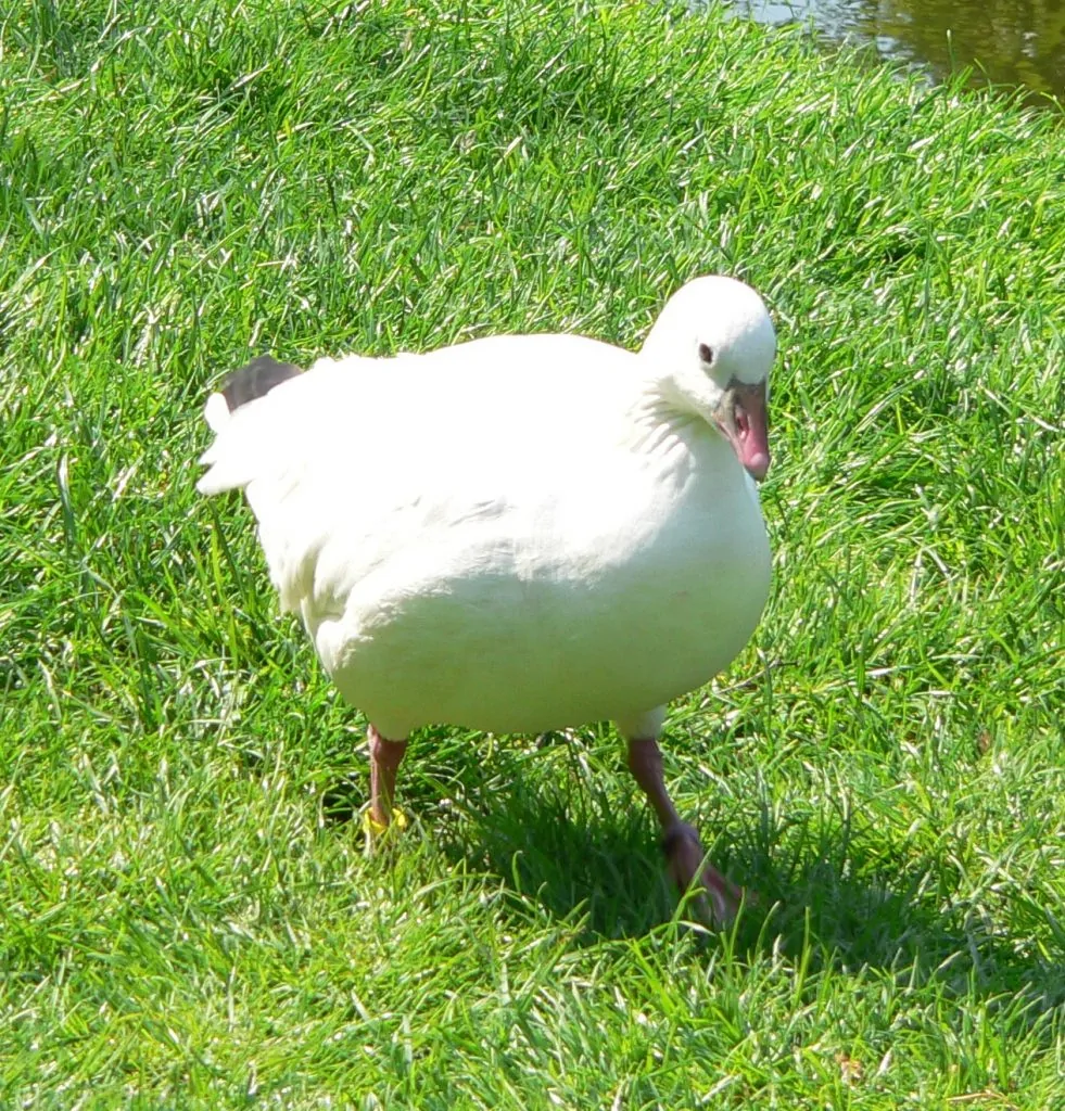 Ross's Goose